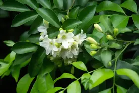 比茉莉耐造，比桂花持久！花期200天的“香氛永动机”新手闭眼入图片