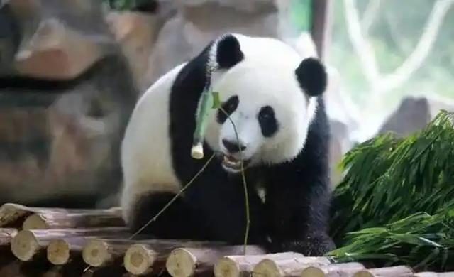 长江以南首次发现，2014年云南村民打死一只，扒皮、肢解还取胆