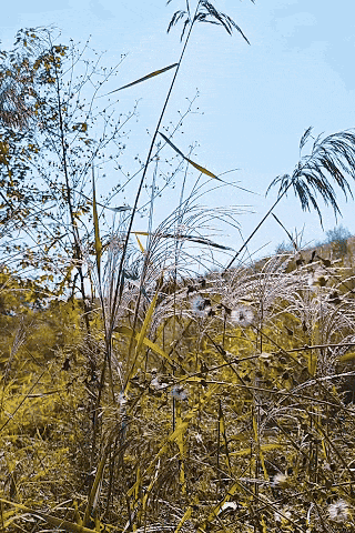 我在泰安找到一座山，藏着一片绝美的狗尾巴草和小雏菊花！