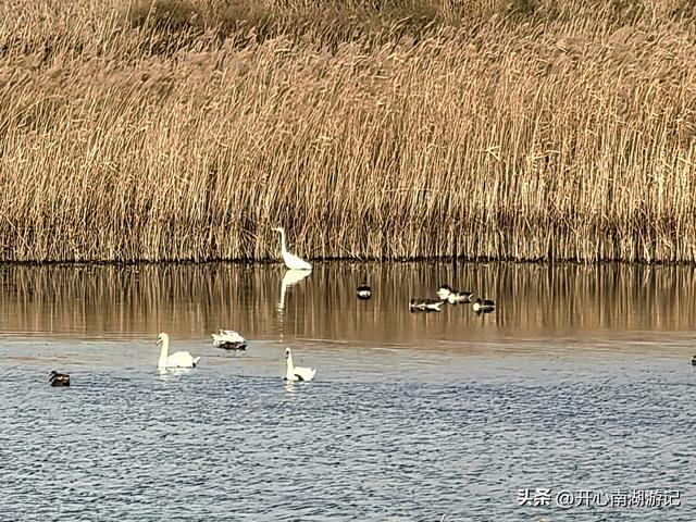 走，去渤海湾看候鸟…