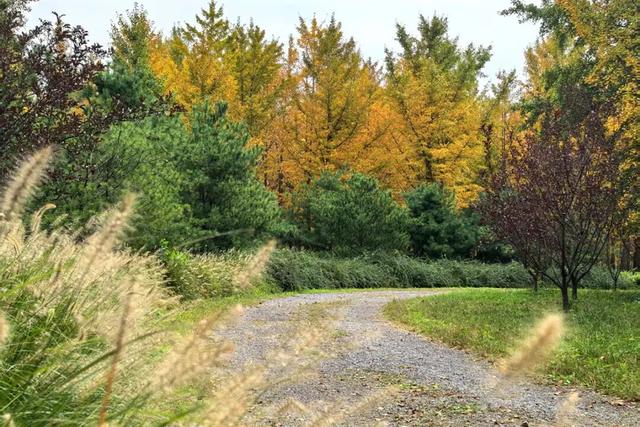 立冬时节，来顺义赴一场银杏之约