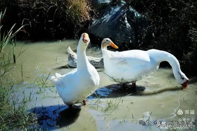 醉美林坑晒秋！这条连接两个避世古村落的省一级古道，周末可走起