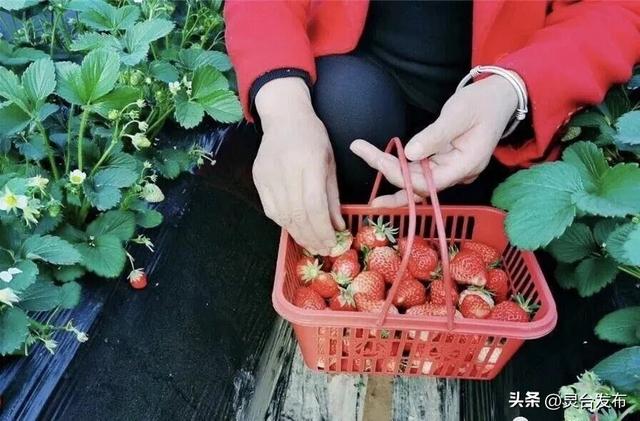 庆农业丰收 享美好生活丨魅力乡村中秋游——中台镇康家沟村