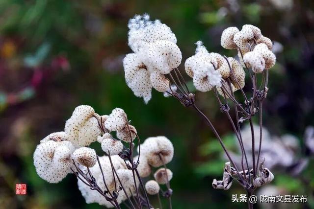 醉美文县：秋色斑斓大岭梁