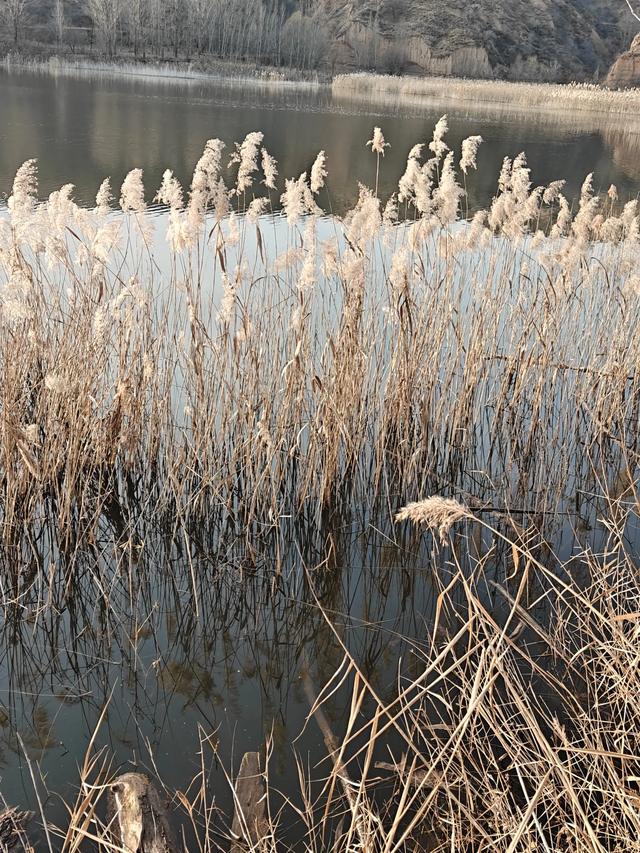 宣化瓦窑头水库芦苇成片,水天一色值得观看