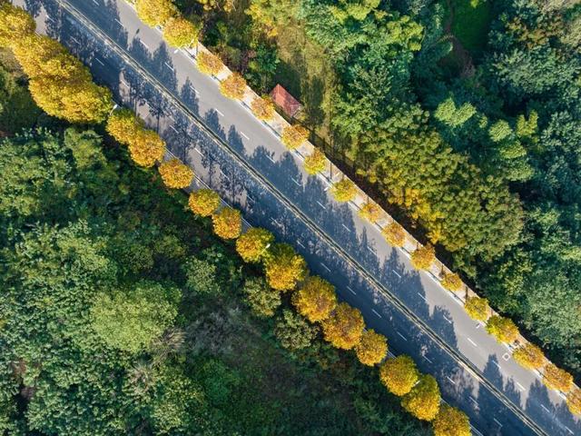 出片率100%！重庆梧桐进入最佳观赏期