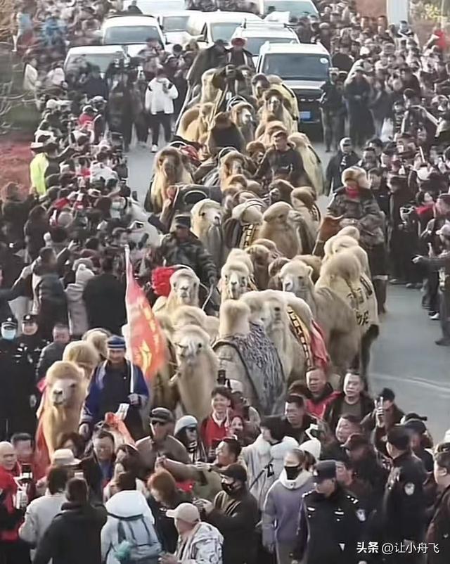 东天山骆驼队来崤函大地，骆驼与天鹅共舞。