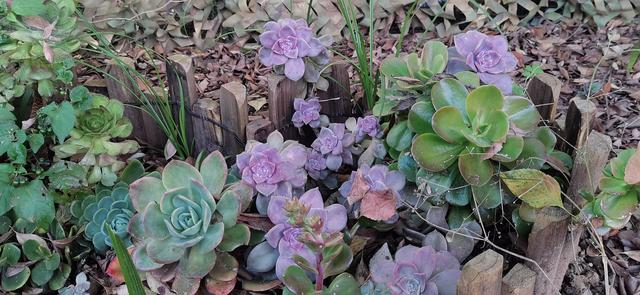 云南昆明 冬藏隐居山野间