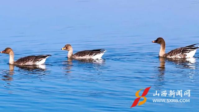 山西神溪国家湿地公园：天鹅翩跹入画来