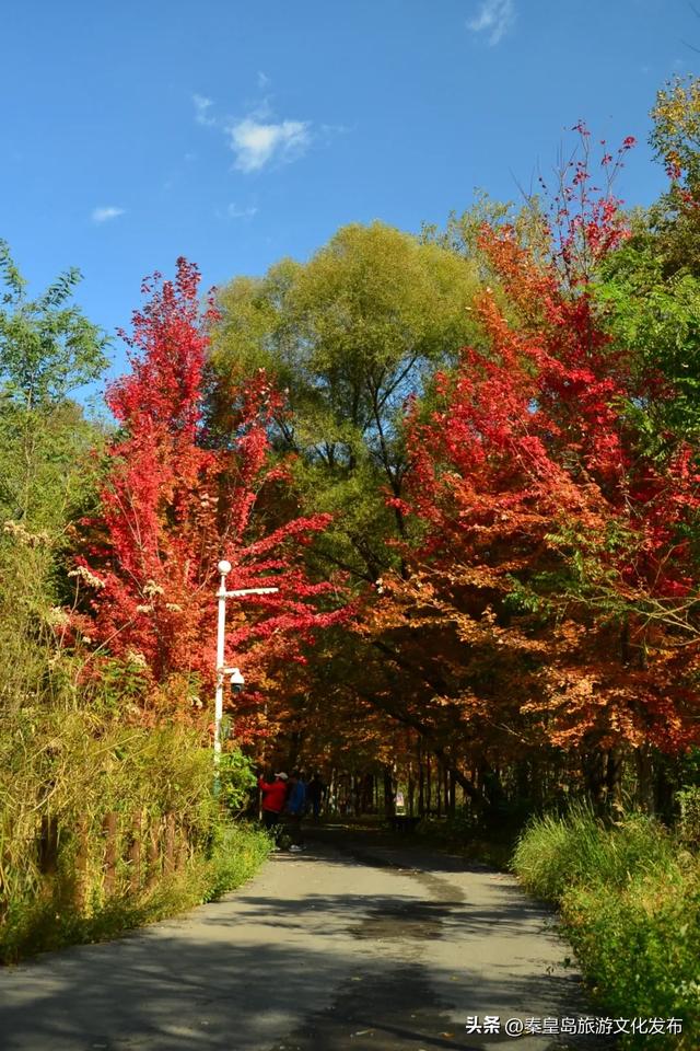 秦皇岛最大临海公园迎来“颜值巅峰”,栈桥听海、枫林斑斓,打卡走起!