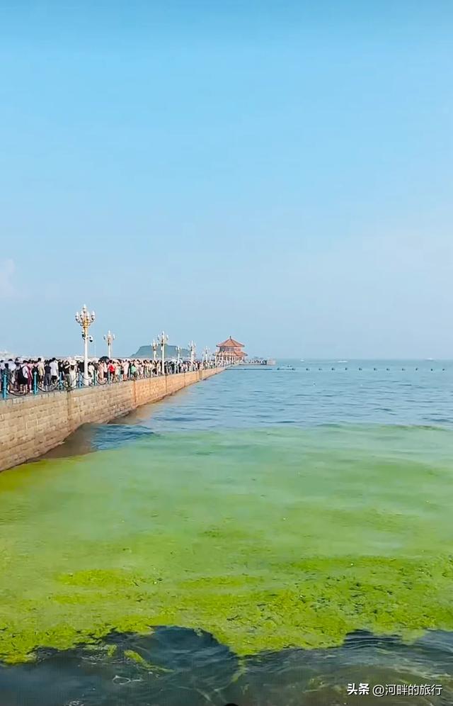 青岛大海，开始飘了浒苔