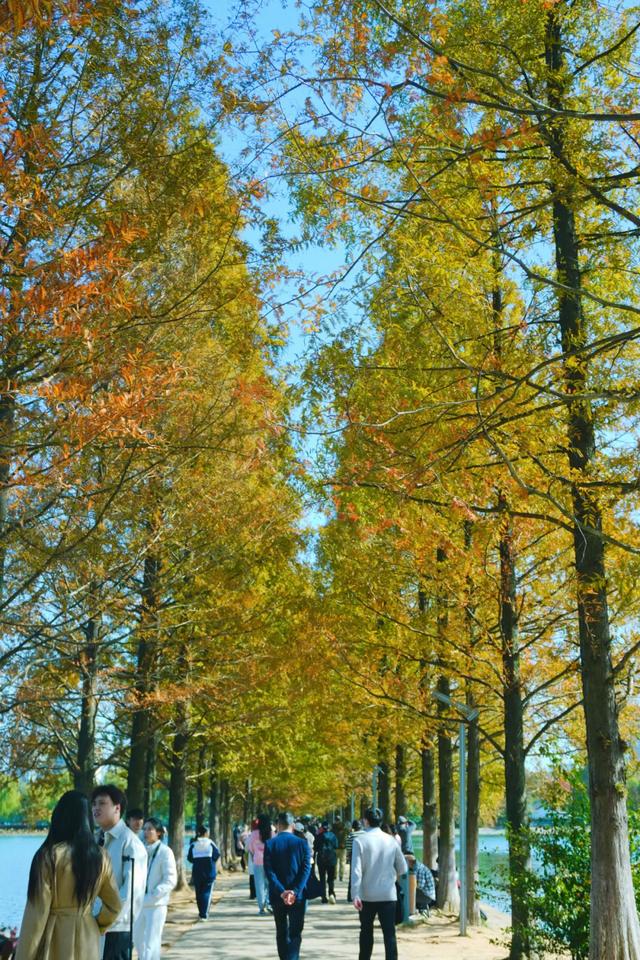 速报！长沙这个地方银杏浓度达100%，赏芦苇、砍甘蔗，遛娃惊喜超多