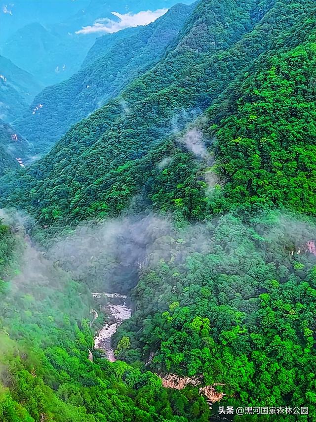 云海翻涌，薄雾缭绕，在黑河山间邂逅“山林仙境”