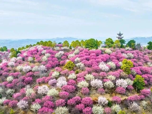 定了！木兰花谷1月17日起全城免费送票啦~