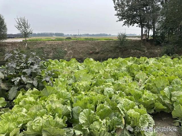 冠县乡韵·桑阿镇野场村