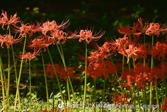 汉中这片彼岸花已进入最佳观赏期!