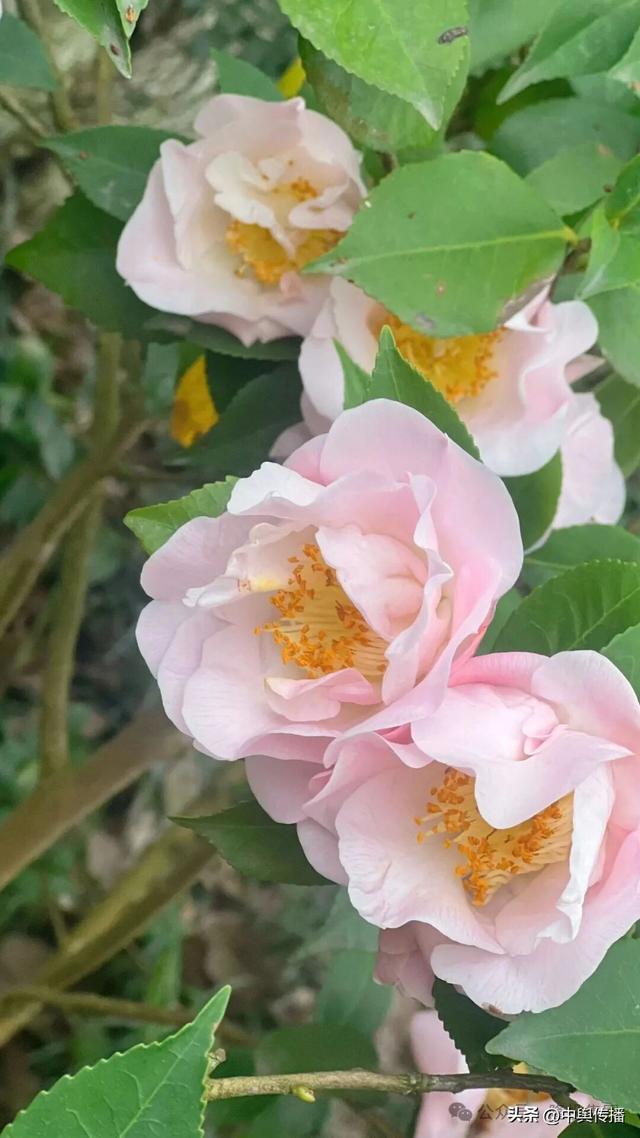 邂逅春日美景·凝聚奋进力量——隆投集团2026年春游活动圆满举行