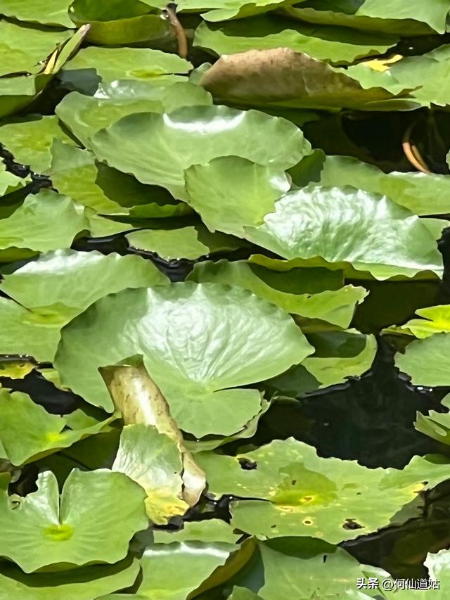 荔湾湖睡莲