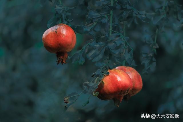 六安：丹桂飘香瓜果甜 山水美景等你来