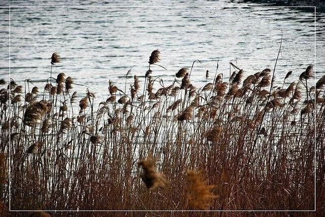 冬日微湖，慢养身心