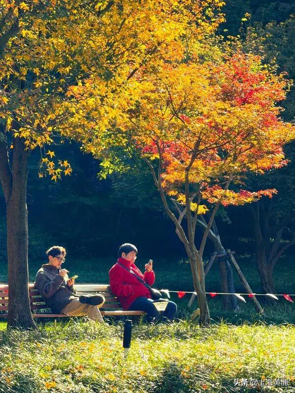 黄浦秋日调色盘已就位！市中心这处绿地人少景美超出片