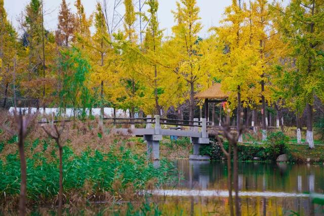 邂逅金黄，郫都初冬的银杏图鉴