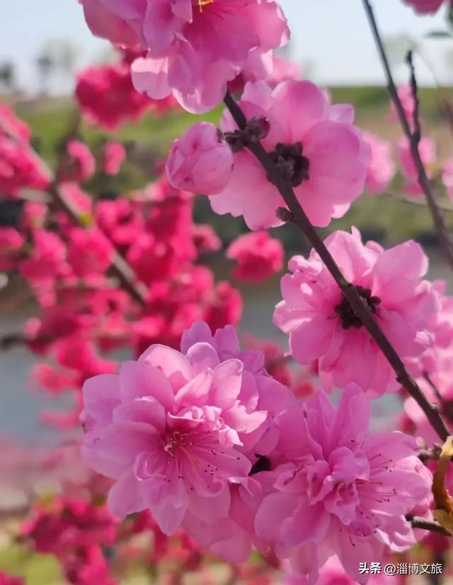 淄博春游首选！免票+赏花，这些打卡地承包你的春日浪漫→