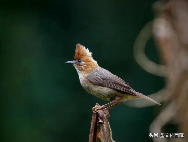 这几年最大的教训，想去西藏得趁早！