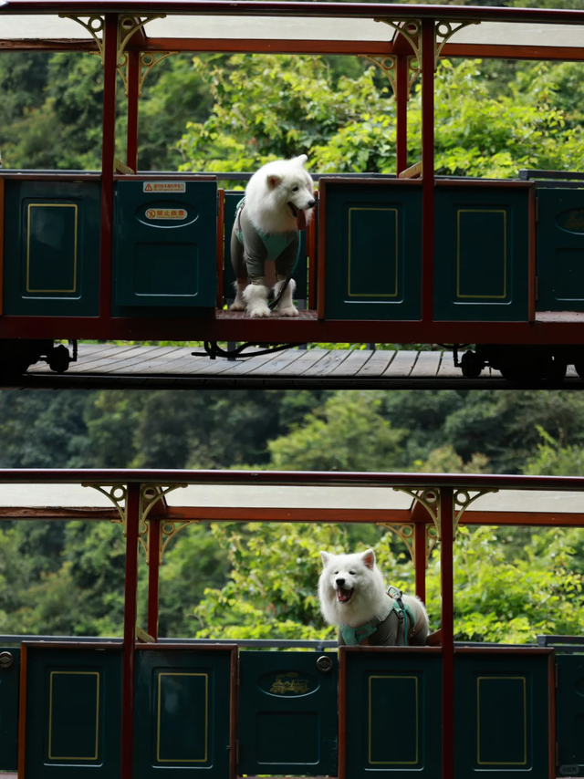 在韶关，带毛孩子去哪“浪”？这份宠物友好地图请收藏，撒欢不踩雷~