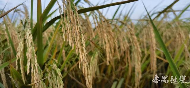 你知不知“稻”？番禺这片稻田美成了童话