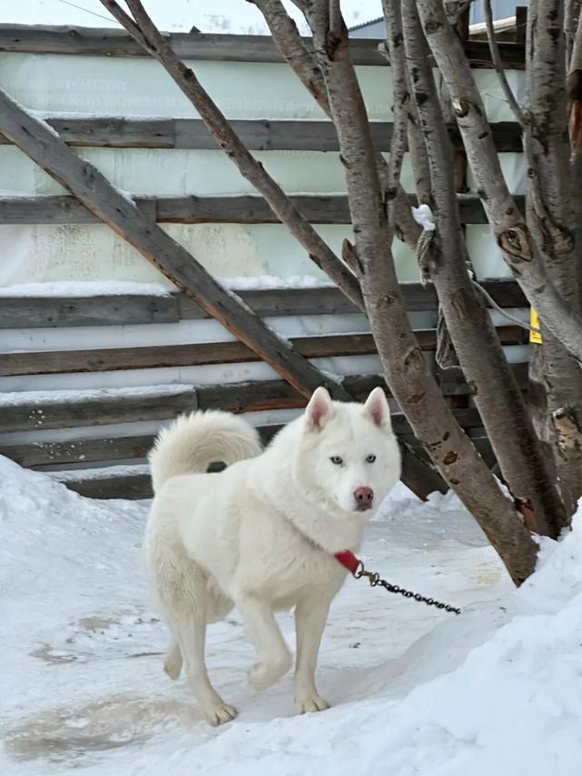 爆火的东北游里，“比家猫还乖”的雪狐不正常