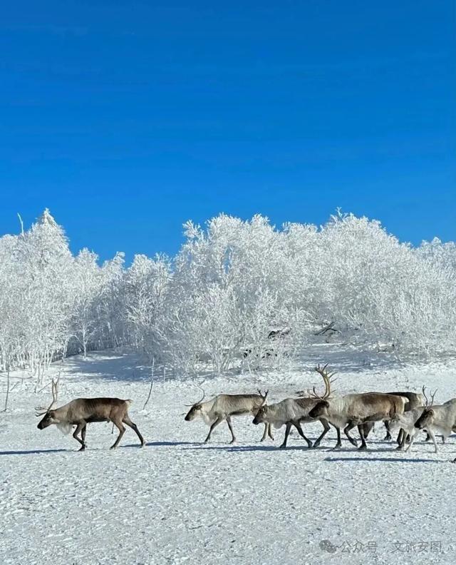 等一场雪，念一座城！安图雪岭的冬日邀约