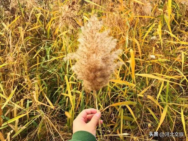 秋游河北悦山河 | 秋色满城，秦皇岛六大绝美场景等你解锁！