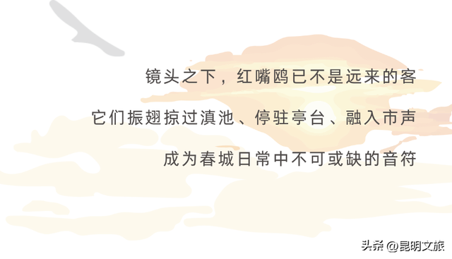 活动预告 | 春城生活主义 ·「 鸥遇正好 」