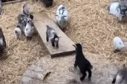 太空步速成训练班，心动不如行动图片