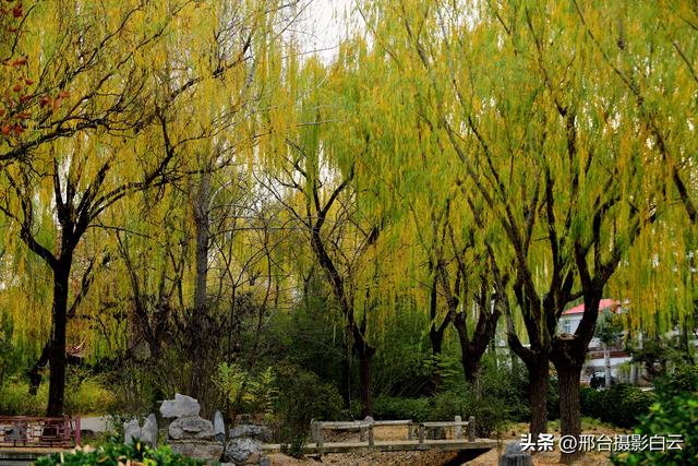 达活泉：公园披金衣，满目黄金柳（图）