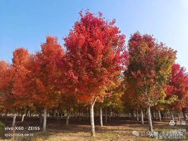 丹枫映秋,枫彩满楼|申艳娟