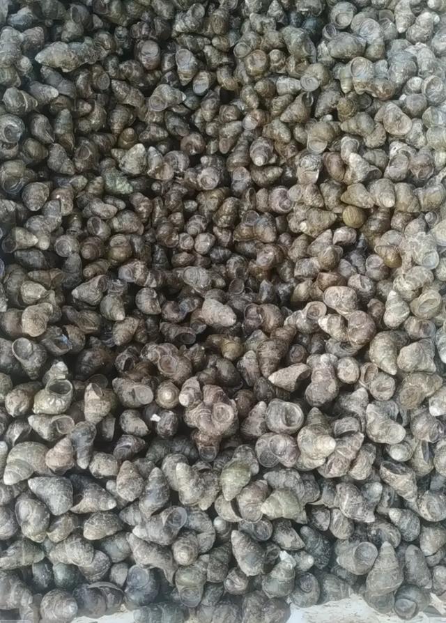 四川男子清洗田螺时，意外发现田螺身上套着金戒指，价值或超万元