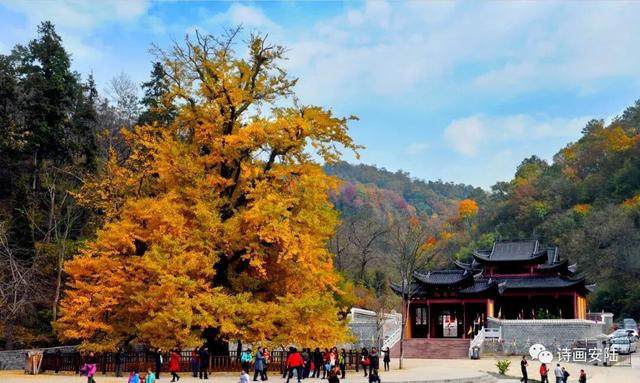 安陆赏秋“天花板”，登上央视！