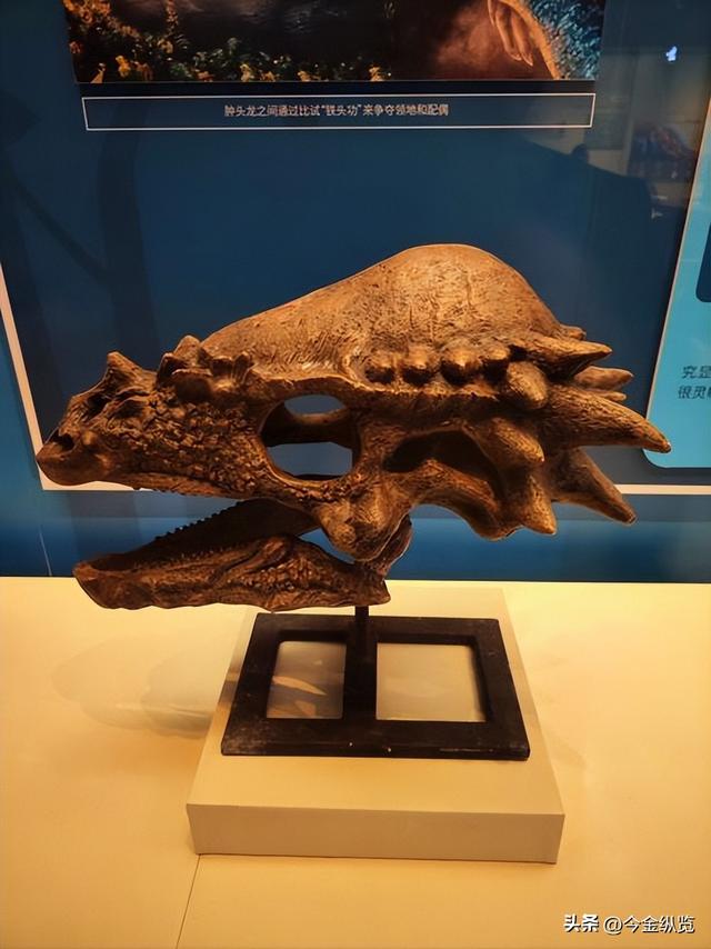 恐龙为何仰天长啸？解密亿年谜团，30只蜥蜴尸体揭开死亡姿态真相