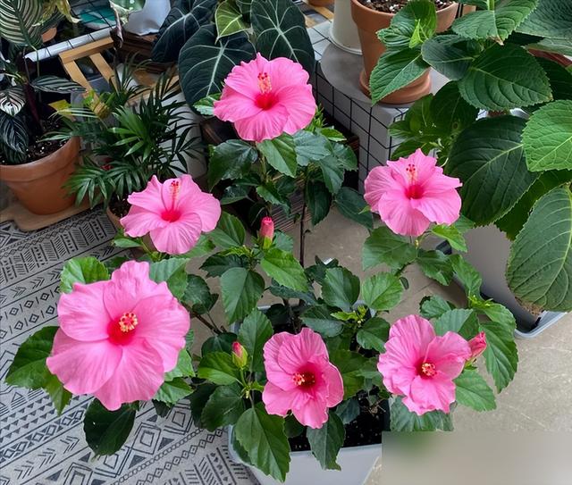 "花旺人不旺"，家里最好不要养这6种花，千万别不当一回事儿