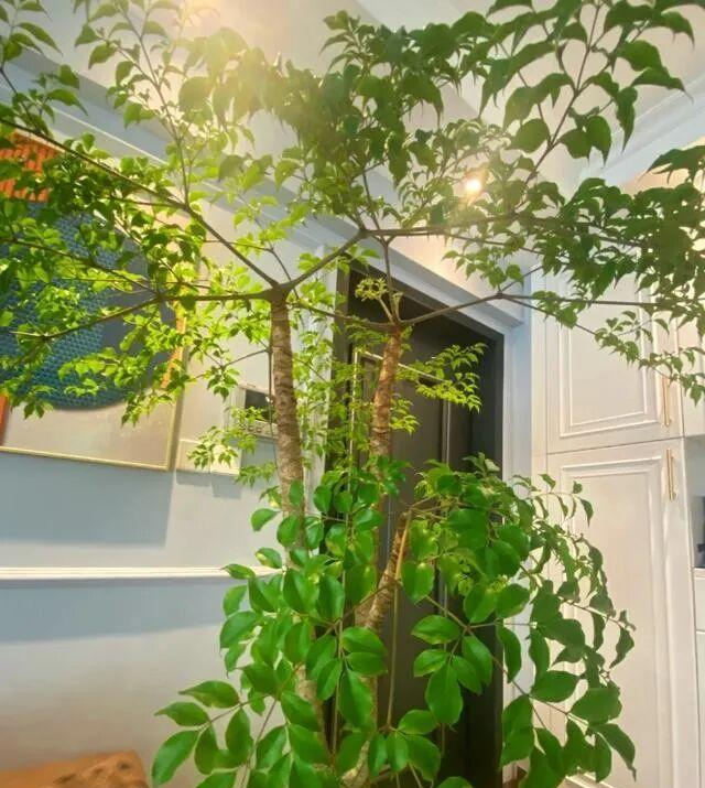 河北一太太，因在“客厅种大树”走红	，好壮观，妥妥的视觉盛宴