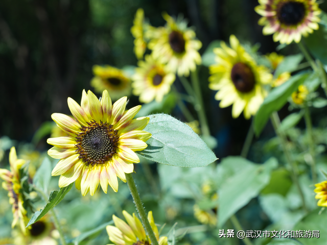 赏花正当时｜万花齐放！武汉这片金色进入最佳观赏期！