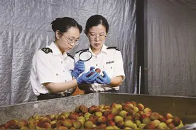 全“荔”以赴，福建荔枝开启出口季图片