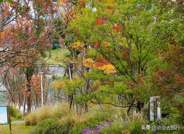 成都这4个彩林会爆火，既壮观又唯美，全部免费，地铁公交直达！