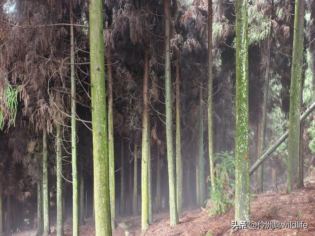 四川行(73)什邡红枫岭徒步到钟鼎寺