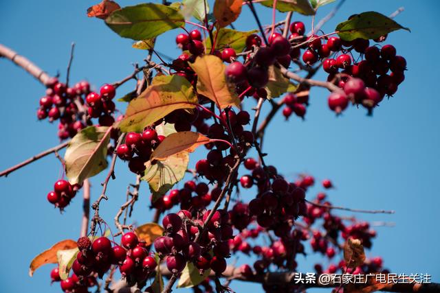 冬日上新！石家庄市公园里海棠果 “染红枝头”，果香伴冬景超治愈