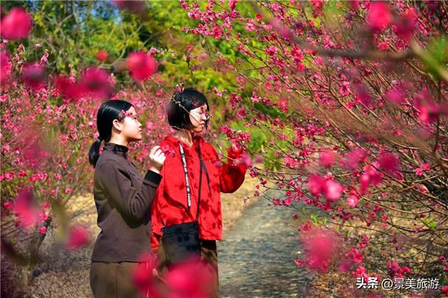 宏图大展正当时 佛山三水“世外桃源”万株桃花盛放迎客