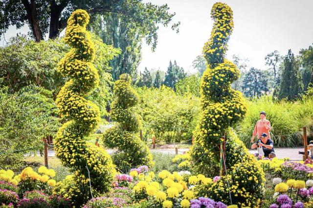 万株菊花争奇斗艳！国家植物园开启最美金秋，攻略——