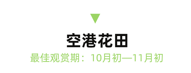 红了！成都周边18个顶级赏秋地更新！最快30min刹拢，最佳观赏期已到！速冲！